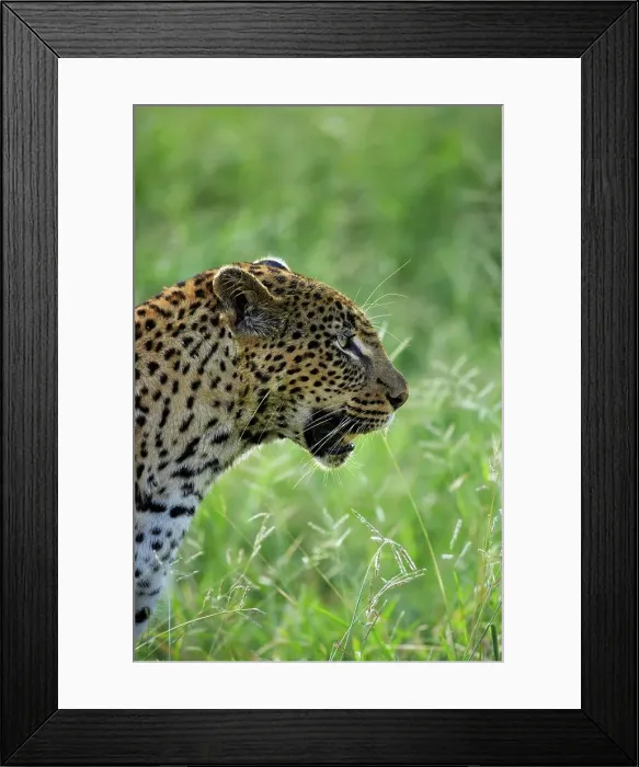 Framed Print : Leopard (Panthera pardus). MalaMala Game Reserve Framed Print : Leopard (Panthera pardus). MalaMala Game Reserve