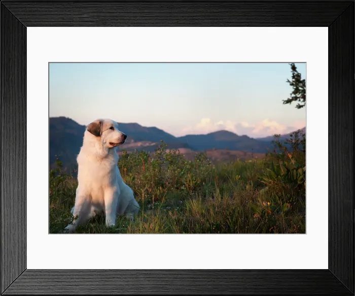 Framed Print : Dog in the widlerness Framed Print : Dog in the widlerness