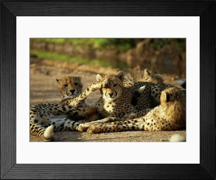 Framed Print : Cheetah (Acinonyx jubatus). Kruger National Park Framed Print : Cheetah (Acinonyx jubatus). Kruger National Park