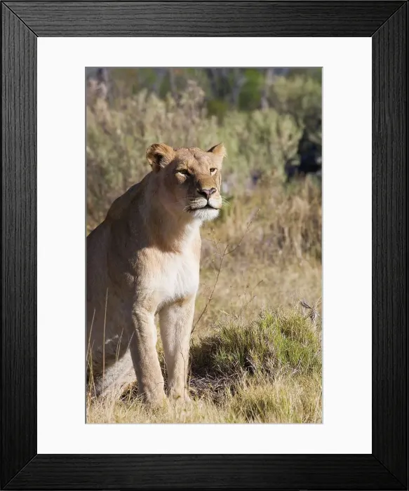 Framed Print : Moremi National Park. Botswana Framed Print : Moremi National Park. Botswana