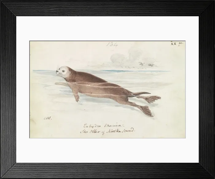 Framed Print : Sea Otter Charles Hamilton Smith 1776-1859 Framed Print : Sea Otter Charles Hamilton Smith 1776-1859