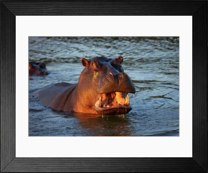 Framed Print : Hippo or Hippopotamus (Hippopotamus amphibious) showing aggression Framed Print : Hippo or Hippopotamus (Hippopotamus amphibious) showing aggression