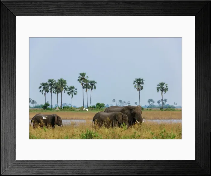 Framed Print : African Bush Elephant or African Savanna Elephant (Loxodonta africana)