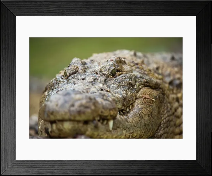 Framed Print : Nile Crocodile (Crocodylus niloticus) Framed Print : Nile Crocodile (Crocodylus niloticus)
