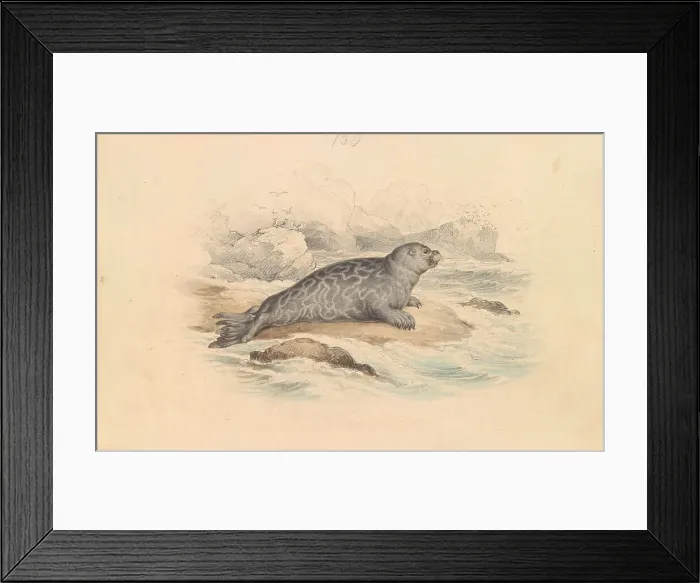 Framed Print : Ringed Seal James Stewart 1791-1863 British Framed Print : Ringed Seal James Stewart 1791-1863 British
