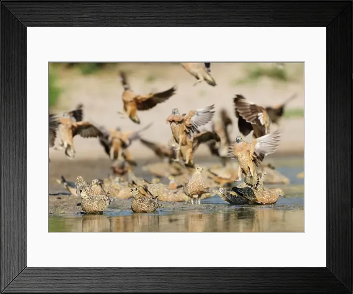 Framed Print : Burchell's Sandgrouse (Pterocles burchelli) Framed Print : Burchell's Sandgrouse (Pterocles burchelli)