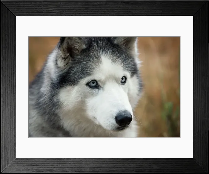 Framed Print : Dog in the widlerness Framed Print : Dog in the widlerness