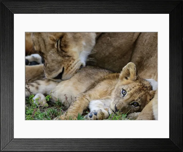 Framed Print : Lioness (Panthera leo) cub. MalaMala (Mala Mala) Game Reserve