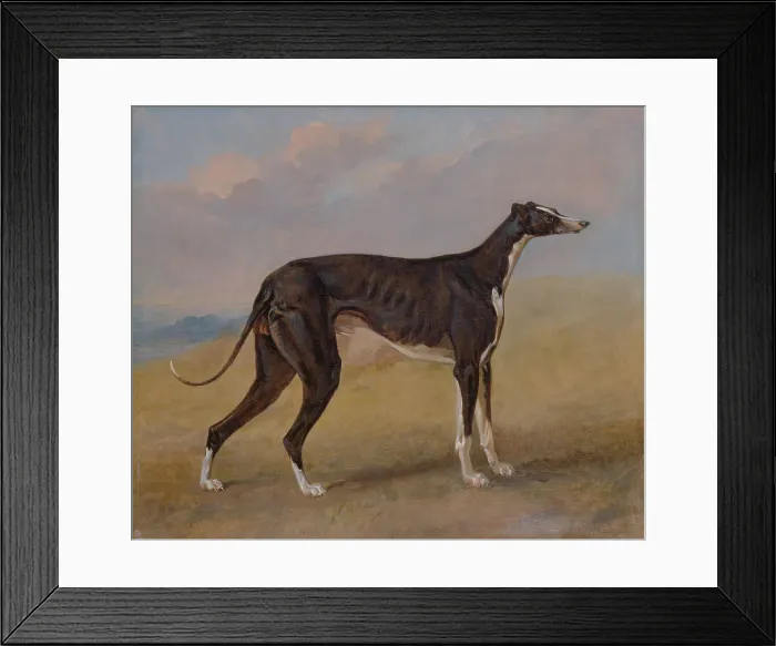 Framed Print : Turk Greyhound Property George Lane Fox George Garrard