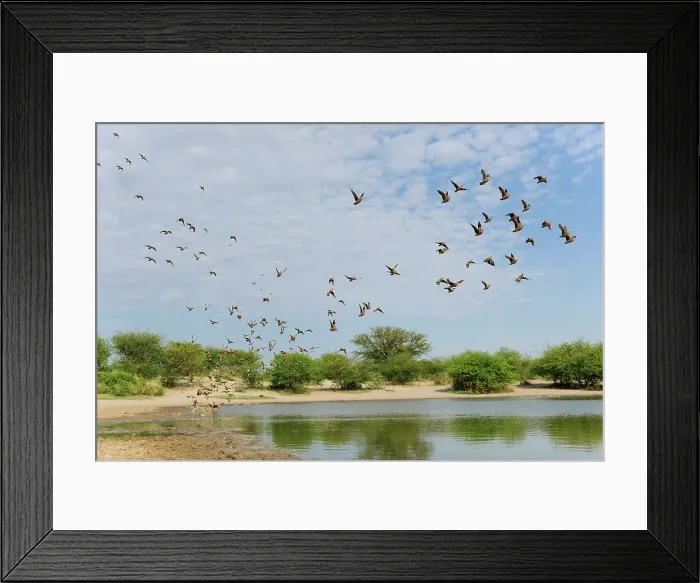 Framed Print : Burchell's Sandgrouse (Pterocles burchelli)