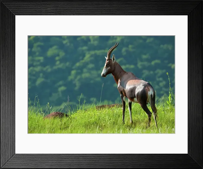 Framed Print : Blesbok (Damaliscus dorcas phillipsi) Framed Print : Blesbok (Damaliscus dorcas phillipsi)