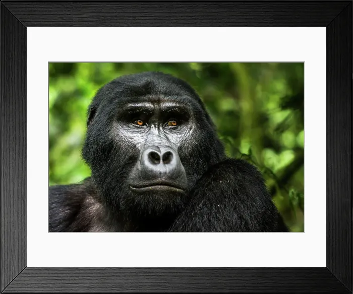Framed Print : Mountain gorilla (Gorilla beringei beringei)