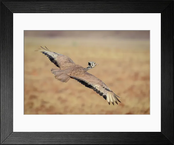 Framed Print : Ruppell's korhaan or Ruppell's bustard (Eupodotis rueppellii) Framed Print : Ruppell's korhaan or Ruppell's bustard (Eupodotis rueppellii)