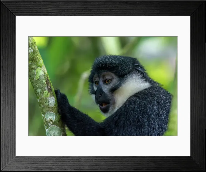 Framed Print : L'Hoest's monkey or mountain monkey (Cercopithecus lhoesti) Framed Print : L'Hoest's monkey or mountain monkey (Cercopithecus lhoesti)