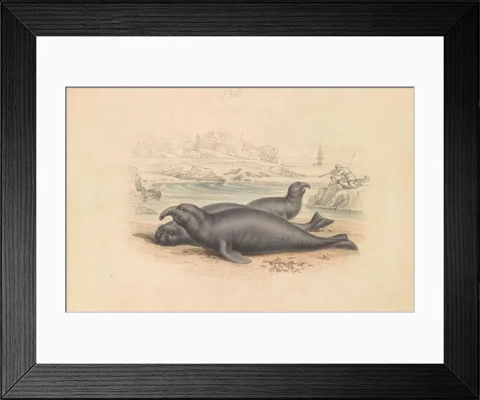 Framed Print : Elephant Seal James Stewart 1791-1863 British Framed Print : Elephant Seal James Stewart 1791-1863 British