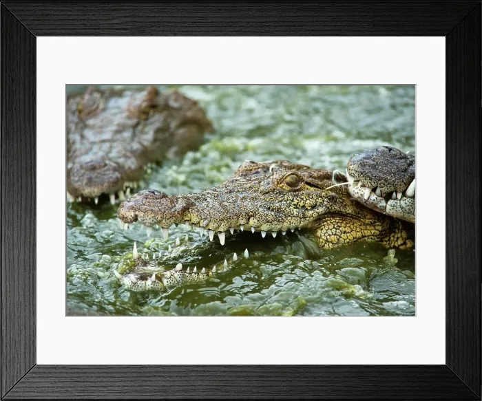 Framed Print : Nile Crocodile (Crocodylus niloticus) Framed Print : Nile Crocodile (Crocodylus niloticus)