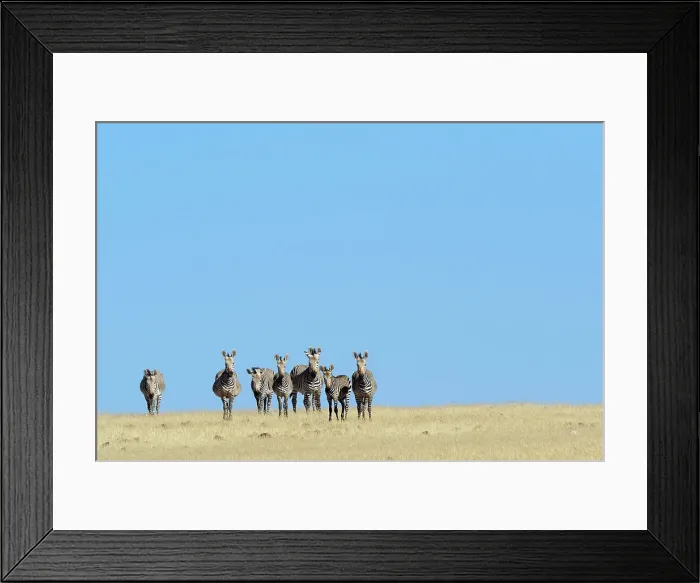 Framed Print : Hartmann's mountain zebra (Equus zebra hartmannae)