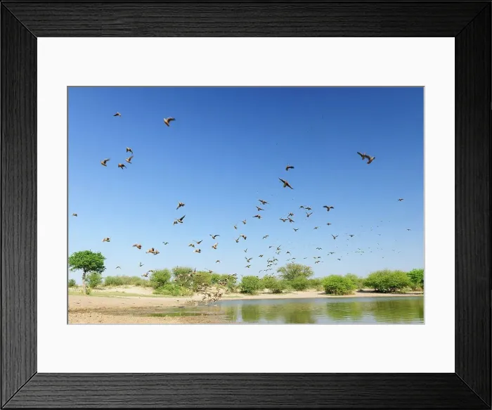 Framed Print : Burchell's Sandgrouse (Pterocles burchelli)