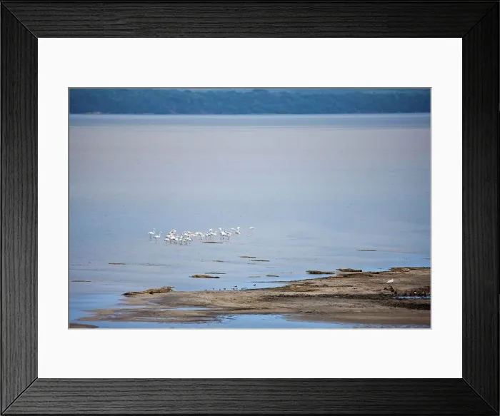 Framed Print : Nile Crocodile Crocodylus Niloticus} and Lesser Flamingo (Phoeniconaias minor)