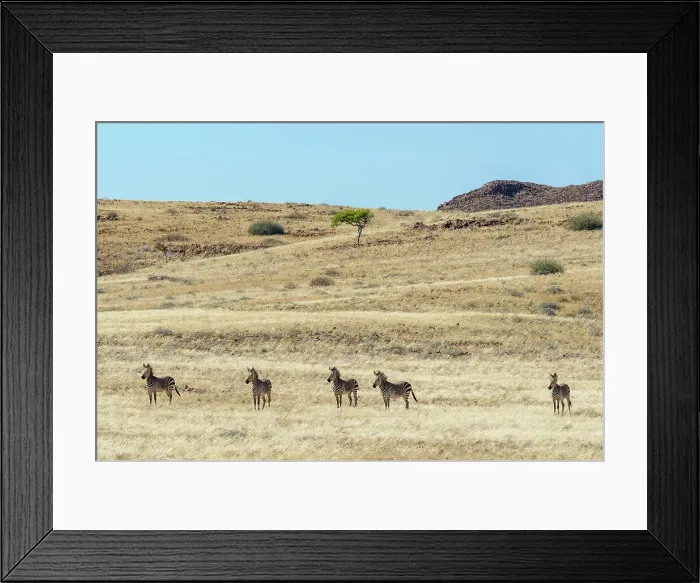 Framed Print : Hartmann's mountain zebra (Equus zebra hartmannae) Framed Print : Hartmann's mountain zebra (Equus zebra hartmannae)