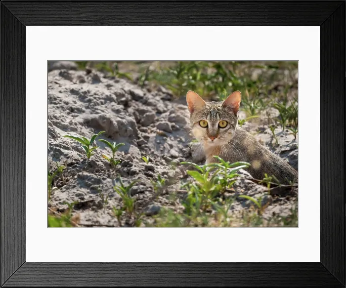 Framed Print : African Wild Cat Felis libyca} Framed Print : African Wild Cat Felis libyca}
