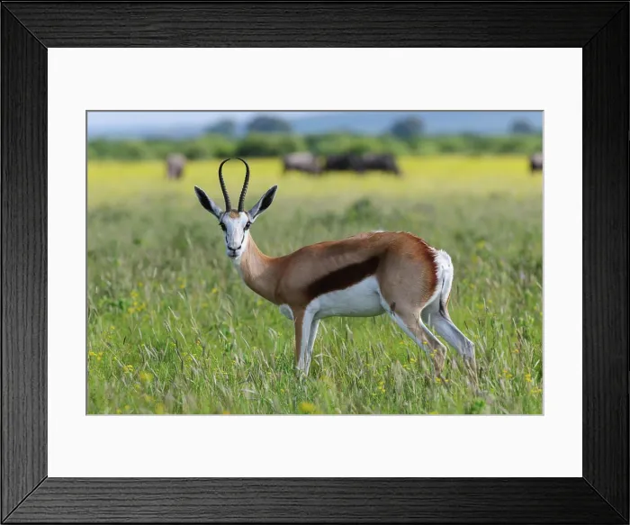 Framed Print : Springbok (Antidorcas marsupialis). Madikwe Game Reserve. North West Province. South Africa Framed Print : Springbok (Antidorcas marsupialis). Madikwe Game Reserve. North West Province. South Africa