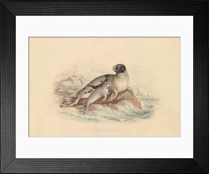 Framed Print : Ocean Seal Lepechin James Stewart 1791-1863