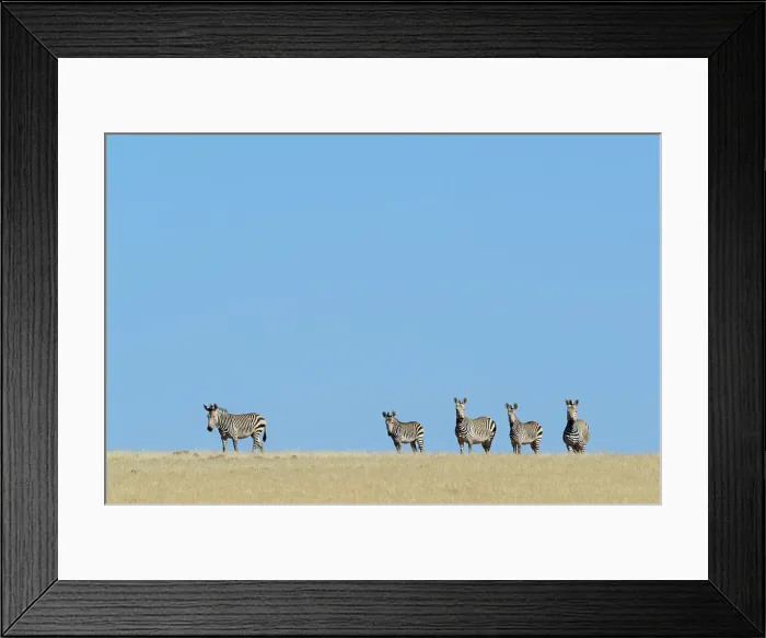 Framed Print : Hartmann's mountain zebra (Equus zebra hartmannae) Framed Print : Hartmann's mountain zebra (Equus zebra hartmannae)