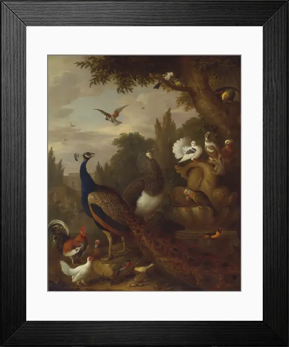Framed Print : Peacock Peahen Parrots Canary Birds Park Jacob Bogdani Framed Print : Peacock Peahen Parrots Canary Birds Park Jacob Bogdani