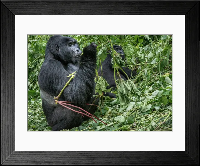Framed Print : Mountain gorilla (Gorilla beringei beringei) Framed Print : Mountain gorilla (Gorilla beringei beringei)