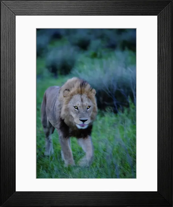 Framed Print : Lion (Panthera leo). Mapula Lodge