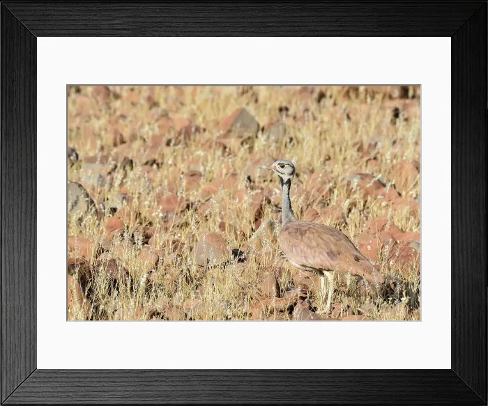 Framed Print : Ruppell's korhaan or Ruppell's bustard (Eupodotis rueppellii) Framed Print : Ruppell's korhaan or Ruppell's bustard (Eupodotis rueppellii)