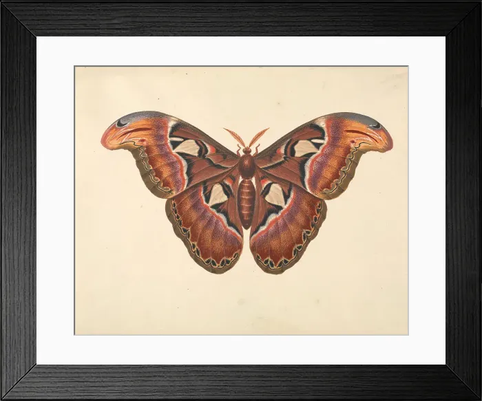 Framed Print : Atlas Moth George Edwards 1694-1773 British