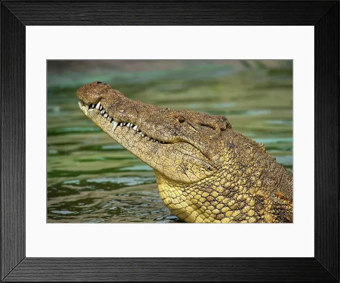 Framed Print : Nile Crocodile (Crocodylus niloticus)