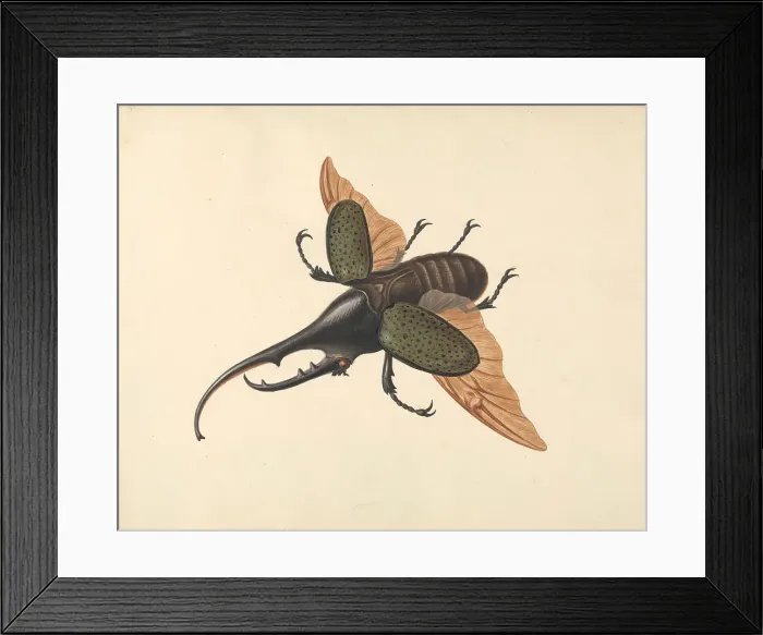 Framed Print : Hercules Beetle George Edwards 1694-1773 British