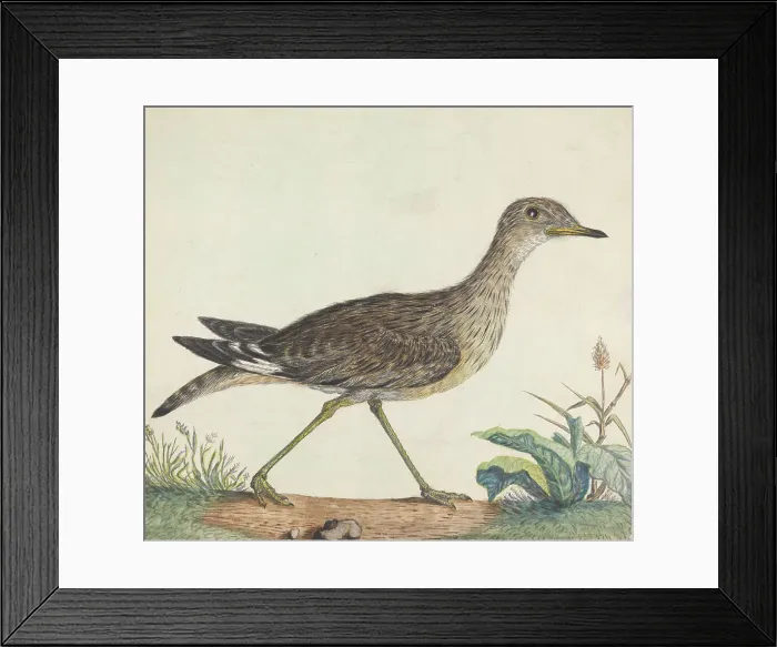 Framed Print : Stone Curlew George Edwards 1694-1773 British Framed Print : Stone Curlew George Edwards 1694-1773 British