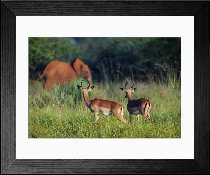 Framed Print : Impala (Aepyceros melampus) watching an African bush elephant or African savanna elephant (Loxodonta africana)