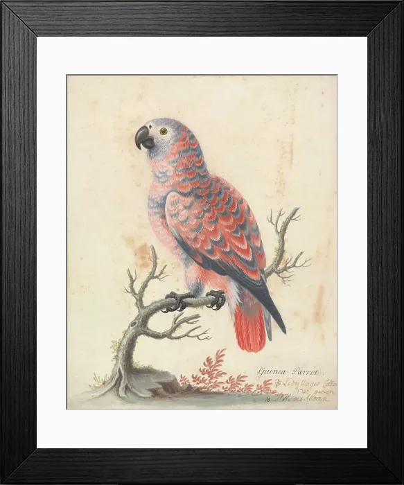Framed Print : Guinea Parrot George Edwards 1694-1773 British