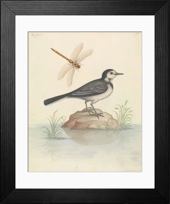 Framed Print : Pied Wagtail Dragonfly George Edwards 1694-1773 Framed Print : Pied Wagtail Dragonfly George Edwards 1694-1773