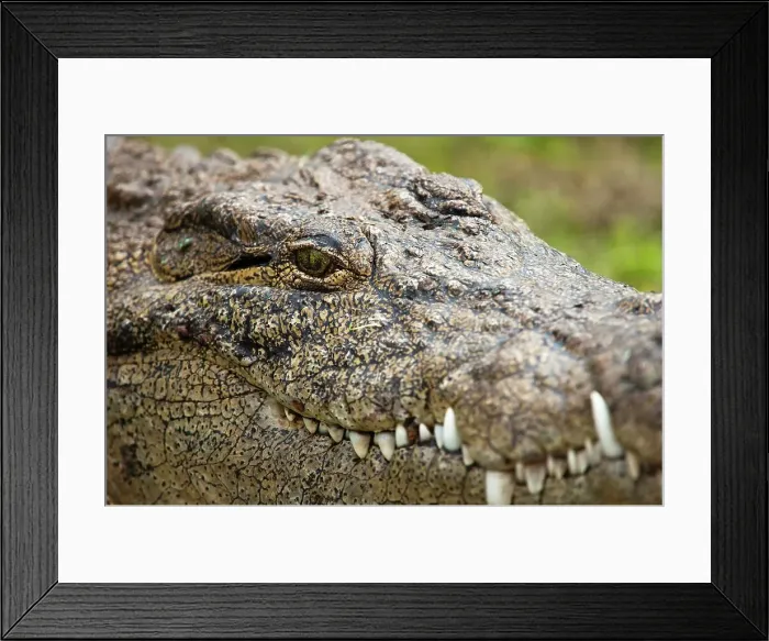 Framed Print : Nile Crocodile (Crocodylus niloticus) Framed Print : Nile Crocodile (Crocodylus niloticus)