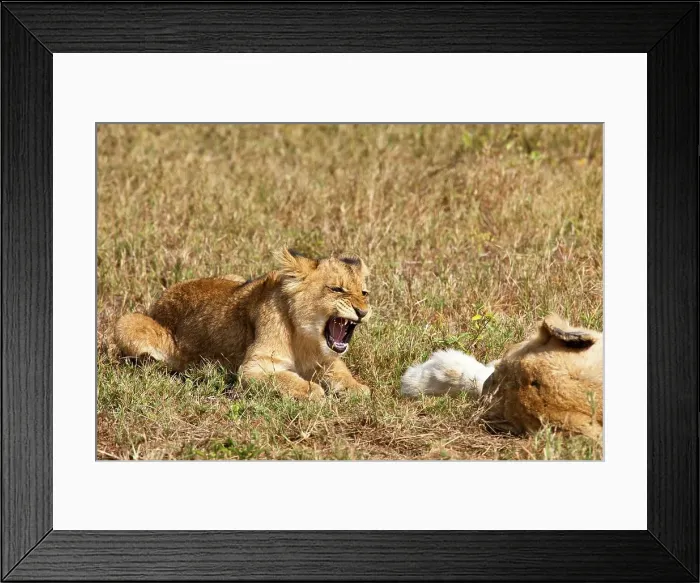 Framed Print : Lion (Panthera leo) cubs. MalaMala (Mala Mala) Game Reserve Framed Print : Lion (Panthera leo) cubs. MalaMala (Mala Mala) Game Reserve