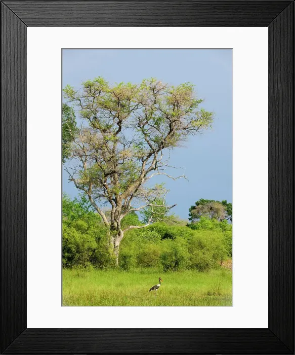 Framed Print : Leadwood tree (Combretum imberbe) and Saddle-billed Stork (Ephippiorhynchus senegalensis) Framed Print : Leadwood tree (Combretum imberbe) and Saddle-billed Stork (Ephippiorhynchus senegalensis)