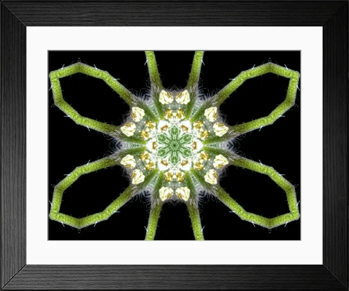 Framed Print : An abstract pattern made by applying fractal mirroring to a photo of a fuzzy wildflower Framed Print : An abstract pattern made by applying fractal mirroring to a photo of a fuzzy wildflower