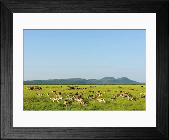 Framed Print : Springbok (Antidorcas marsupialis) Framed Print : Springbok (Antidorcas marsupialis)