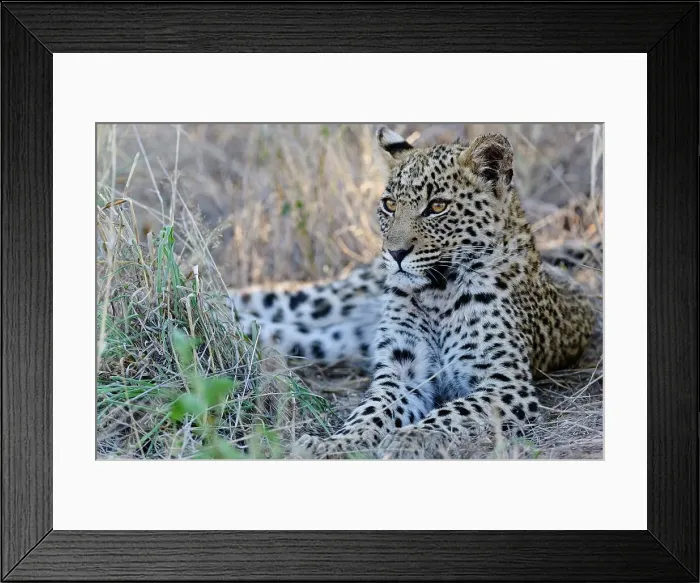 Framed Print : Leopard (Panthera pardus). Deception Valley Lodge Framed Print : Leopard (Panthera pardus). Deception Valley Lodge