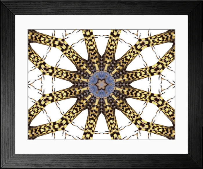 Framed Print : An abstract pattern made by taking a photo of a Garden Spider and applying fractal mirroring Framed Print : An abstract pattern made by taking a photo of a Garden Spider and applying fractal mirroring