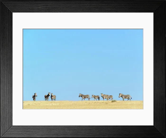 Framed Print : Hartmann's mountain zebra (Equus zebra hartmannae) Framed Print : Hartmann's mountain zebra (Equus zebra hartmannae)
