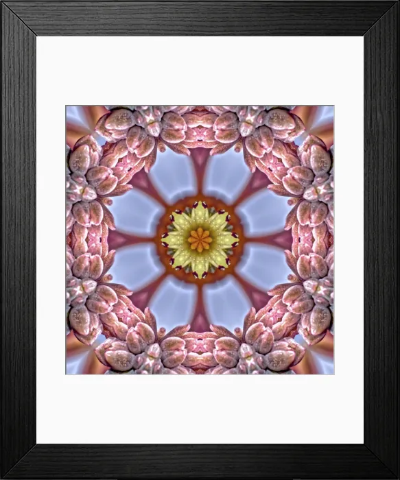Framed Print : An alien looking flower created by applying fractal mirroring to a photo of an Echeveria Rosea flower