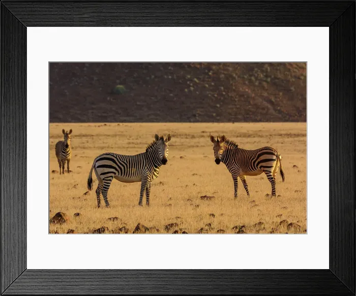 Framed Print : Hartmann's mountain zebra (Equus zebra hartmannae) Framed Print : Hartmann's mountain zebra (Equus zebra hartmannae)