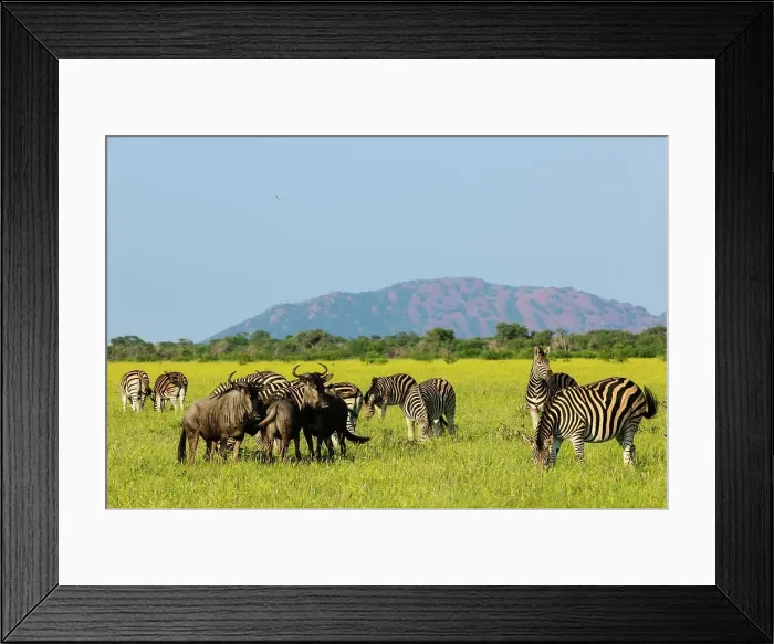 Framed Print : Plains Zebra (Equus quagga, formerly Equus burchelli) Framed Print : Plains Zebra (Equus quagga, formerly Equus burchelli)